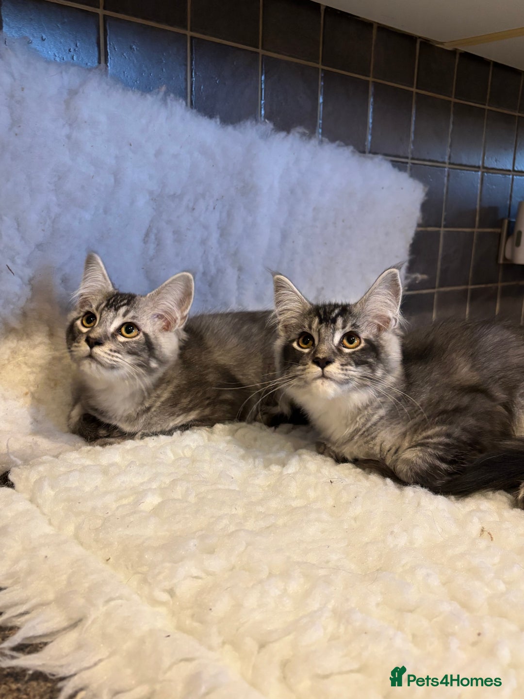 Maine Coon cats for sale: 3 Stunning Maine Coon Boys Ready To Go Now!!! - Image 13