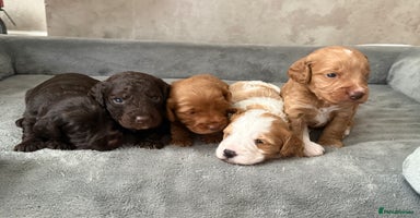 Cockapoo dogs - Advert 10
