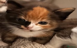 British Longhair cats for sale: 6 beautiful lovable friendly kittens - Image 32