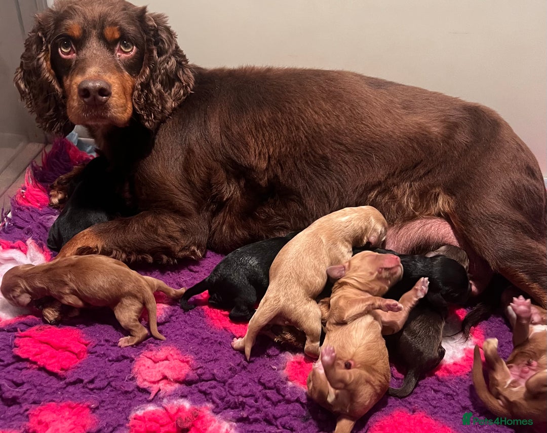 Cockapoo dogs for sale: F1 fox red and white 🩵 30 dna health tested clear - Image 5