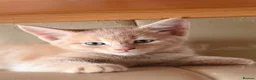 Maine Coon cats for sale: Beautiful Ginger Kitten Boy – Ready for New Home - Advert 3