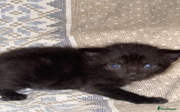Domestic Shorthair cats for sale: Our babies looking for their forever lovely home - Image 21