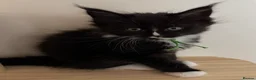Maine Coon cats for sale: Beautiful Maine Coon Kittens  - Advert 5