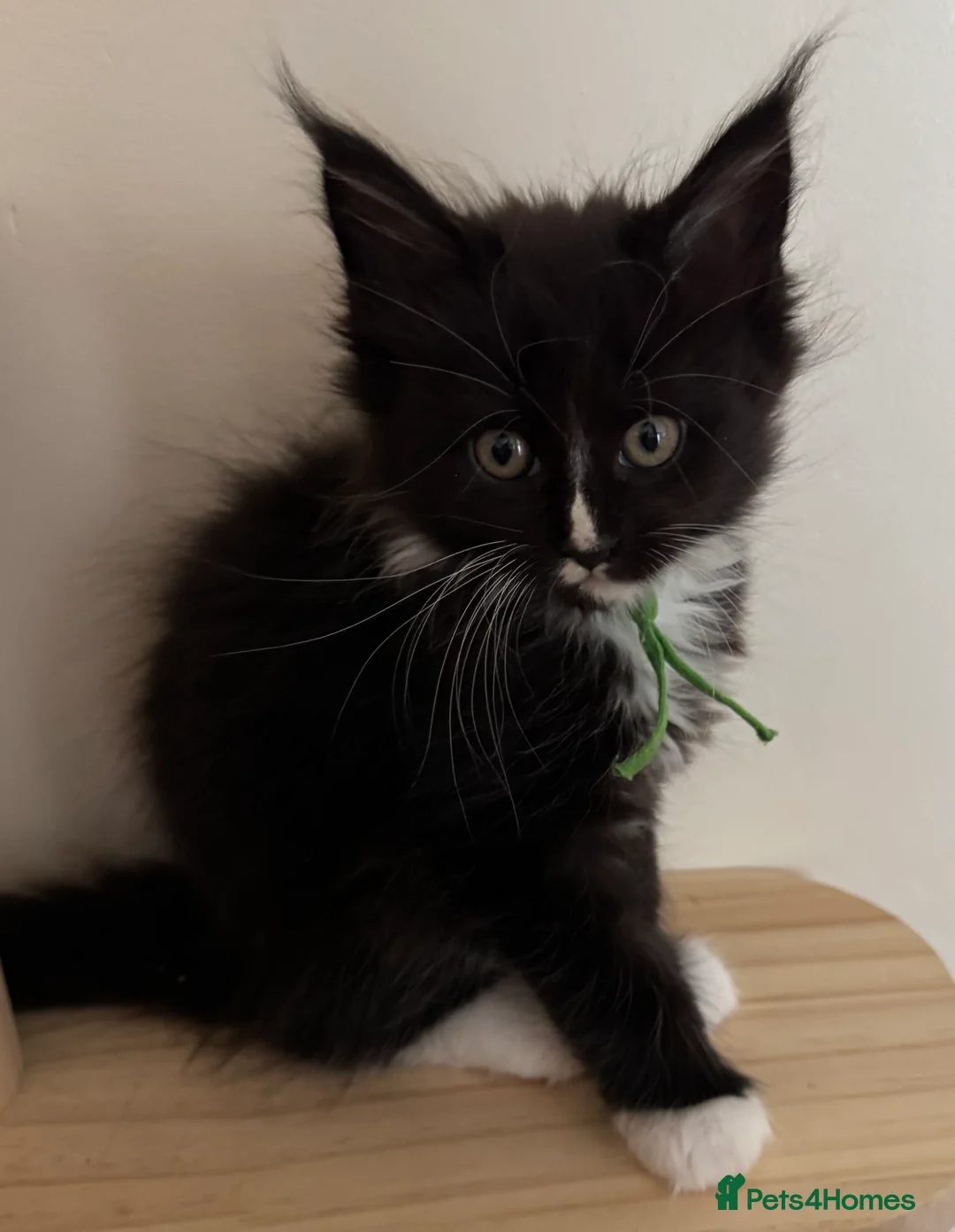 Maine Coon cats for sale: Beautiful Maine Coon Kittens  - Advert 5