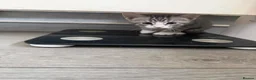 Mixed Breed cats for sale: Three brothers  - Advert 23