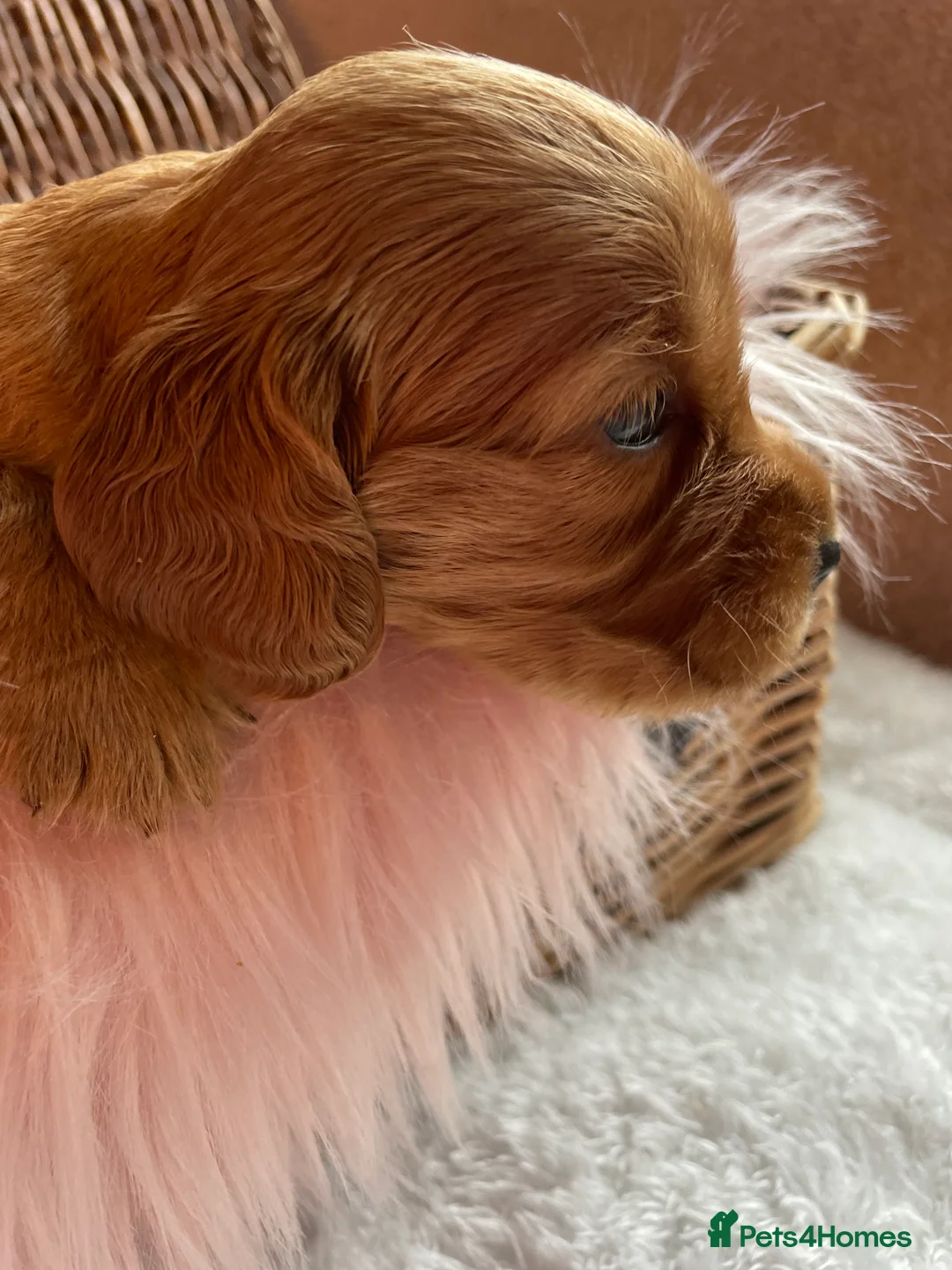 Mixed Breed dogs for sale: V.RARE ! Miniature GOLDEN RETRIEVERS(Dakota sport) - Advert 15