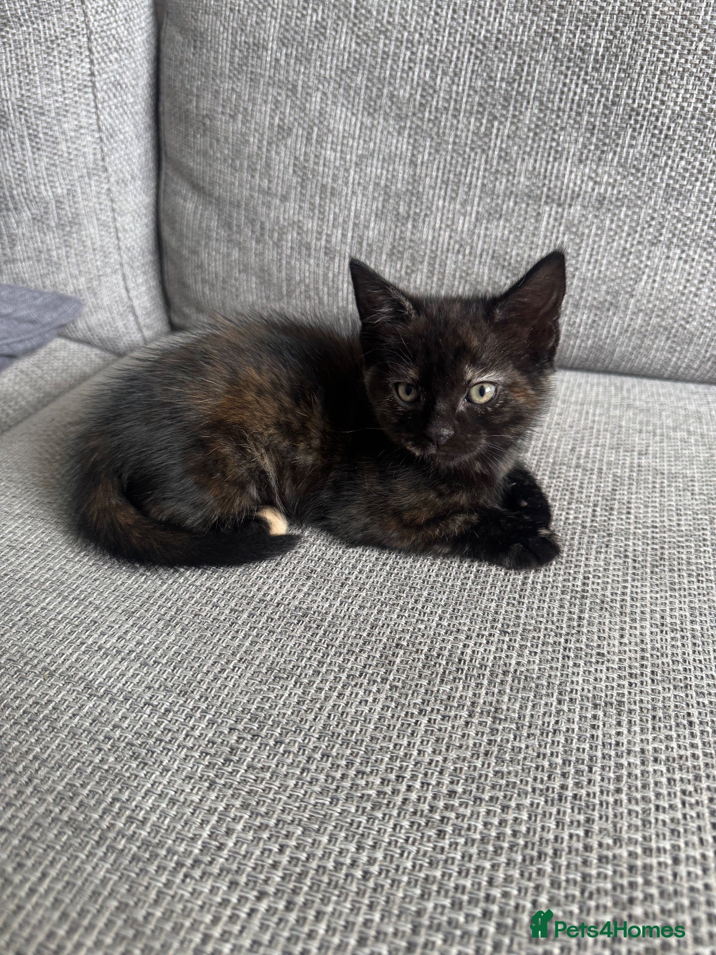 British Shorthair cats 6 adorable kittens ready to go  - Advert 2