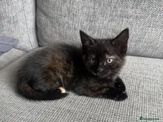 British Shorthair cats 6 adorable kittens ready to go - Advert 2