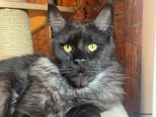 Maine Coon cats Maine cone - Advert 8