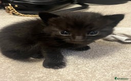 British Shorthair cats for sale: 3 black male kittens - Image 6