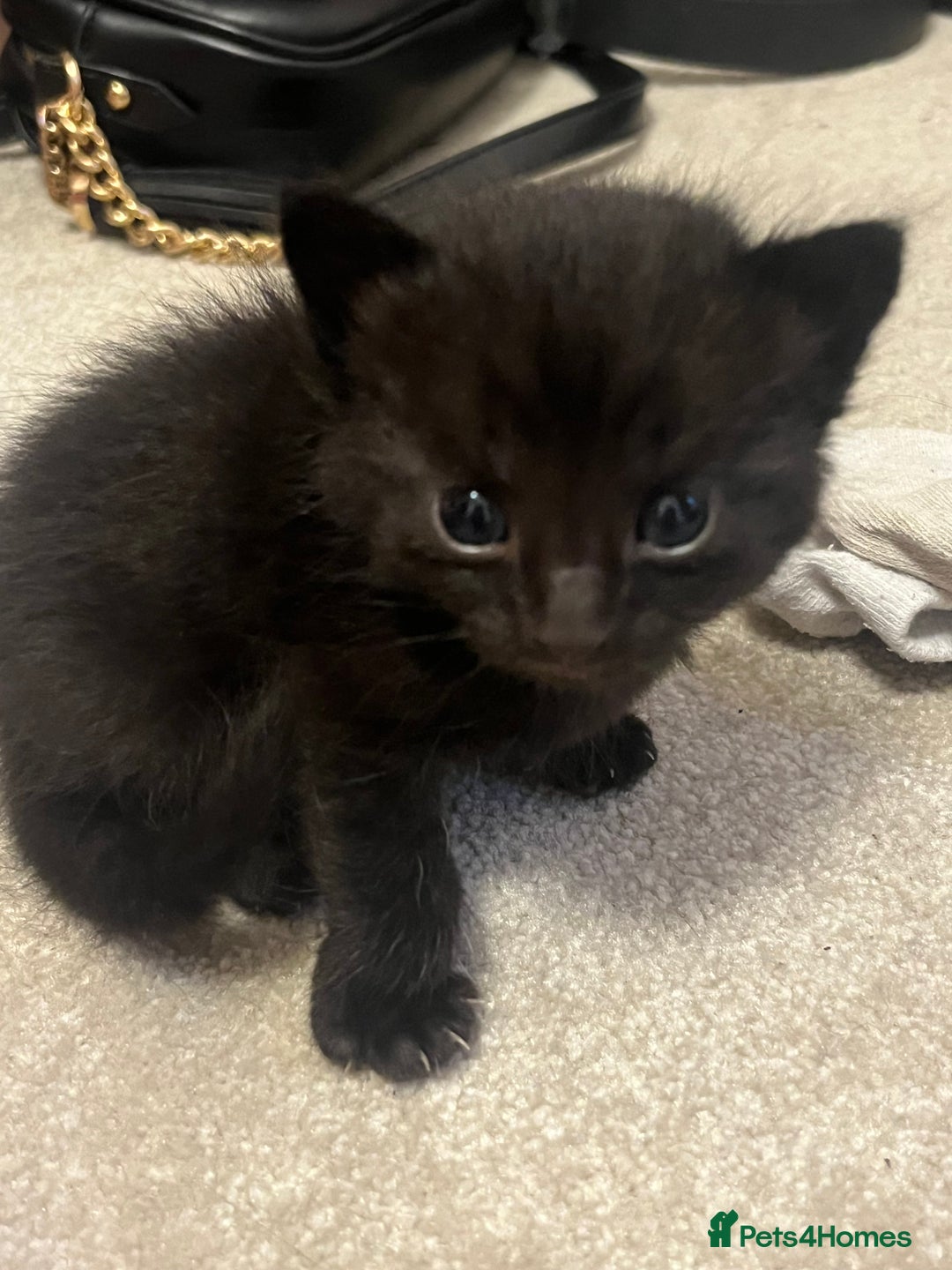 British Shorthair cats for sale: 3 black male kittens - Image 6