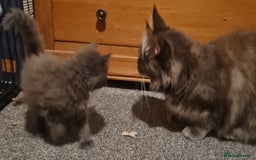 Maine Coon cats for sale: Stunning Mainecoon boys available  - Image 9
