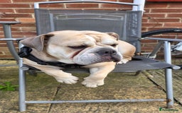 Old Tyme Bulldog dogs for sale: Old Tyme Bulldog  - Image 2