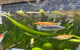 Plecos fish for sale: Juvenile bristle-nose plecos - Image 11