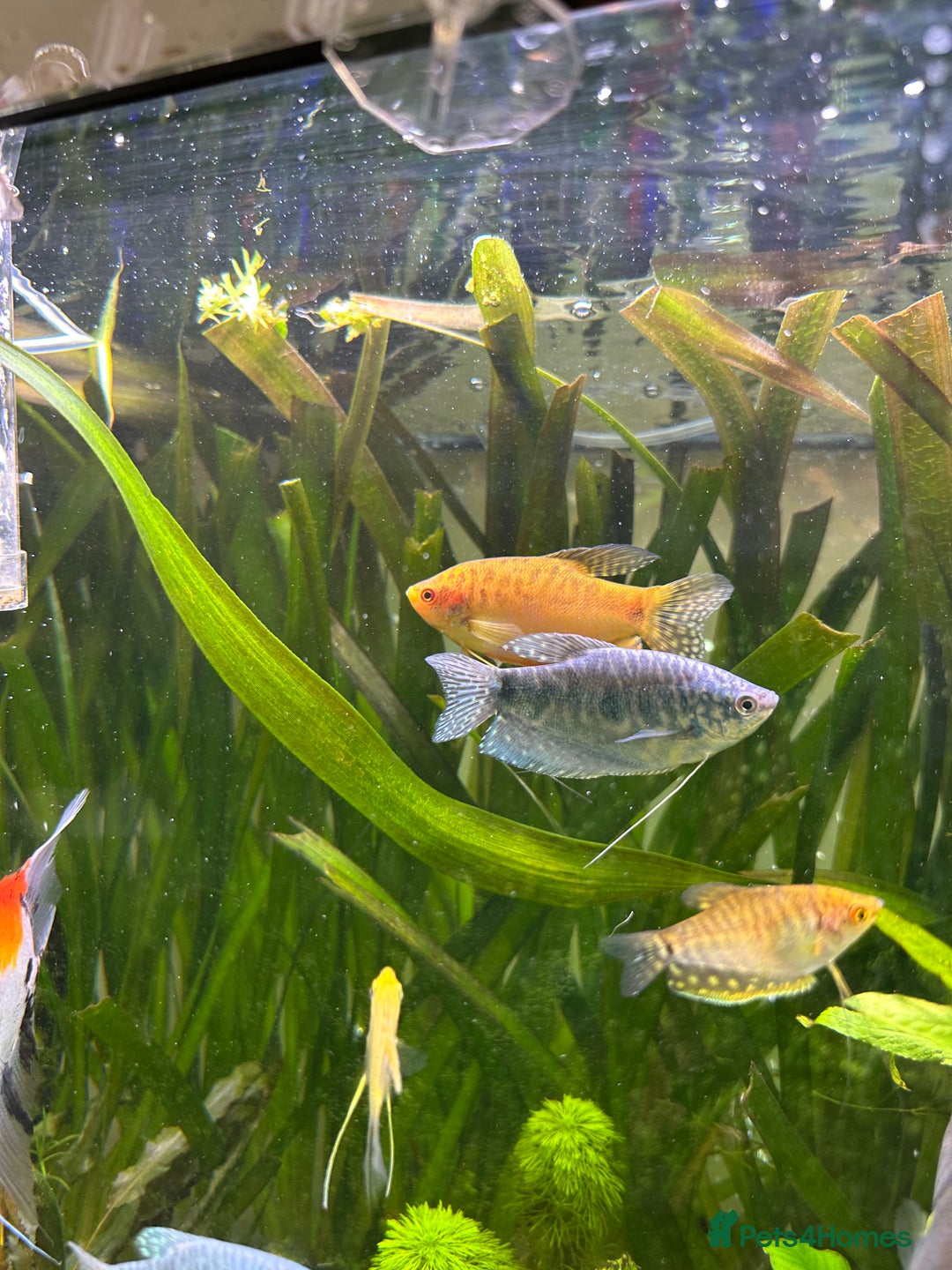 Plecos fish for sale: Juvenile bristle-nose plecos - Image 11