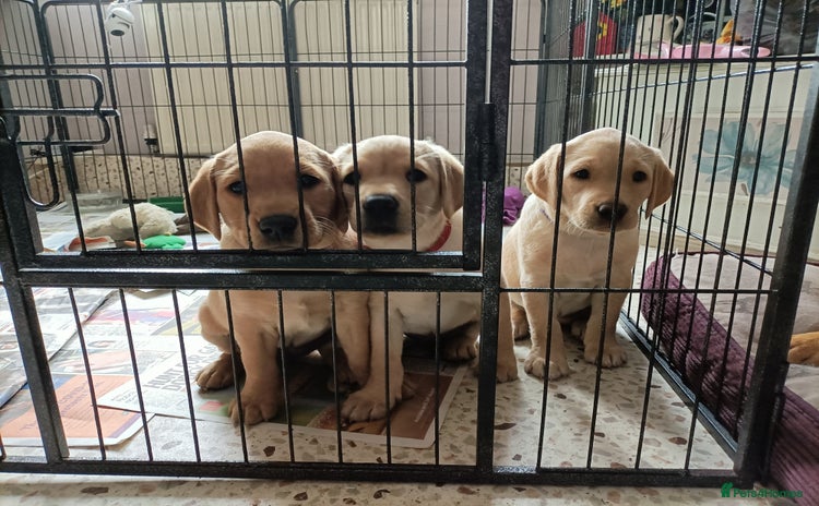 Labrador Retriever dogs - Advert 1