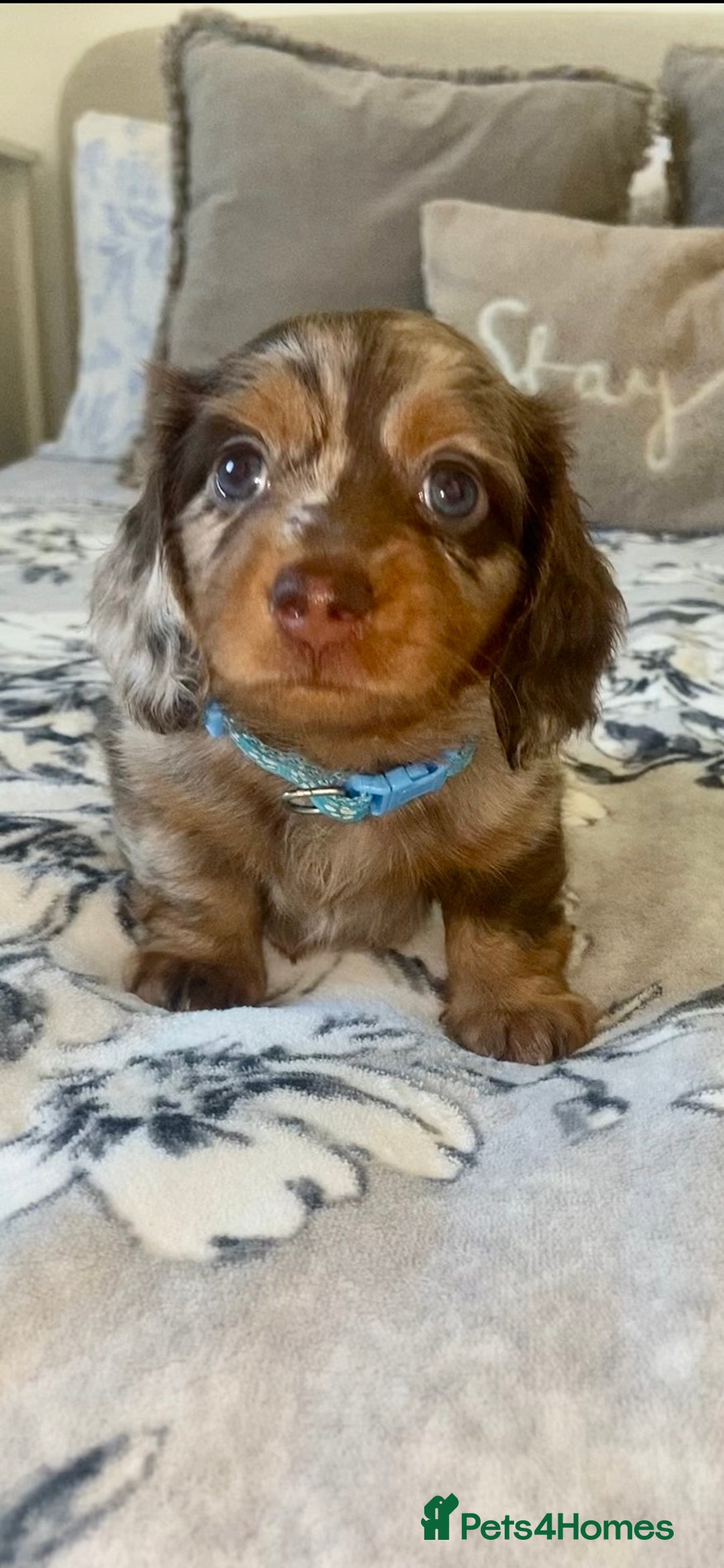 Miniature Dachshund dogs for sale: KC Championship line miniature dachshunds  - Image 20
