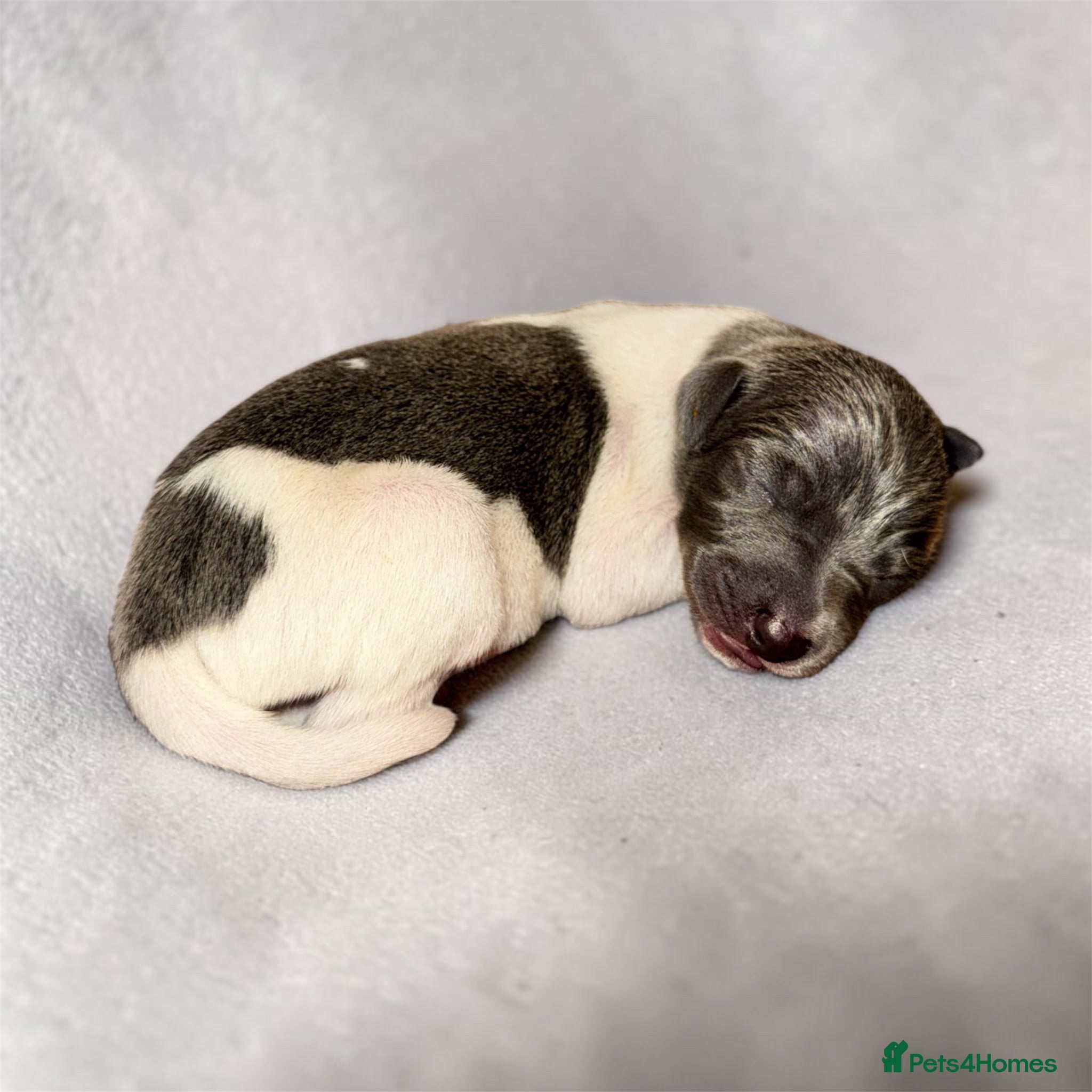 Italian Greyhound dogs 🤍Outstanding Italian Greyhound litter🤍 - Advert 2