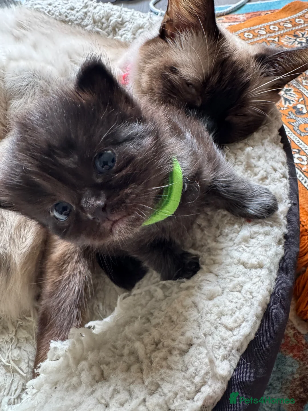 Ragdoll cats for sale: A cute kitten, mother a Ragdoll  - Advert 2