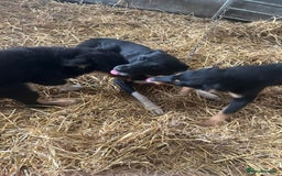 Border Collie dogs for sale: 7 gorjous border collies - Image 12