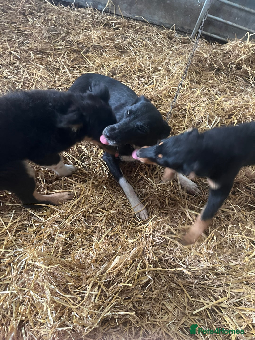 Border Collie dogs for sale: 7 gorjous border collies - Image 12