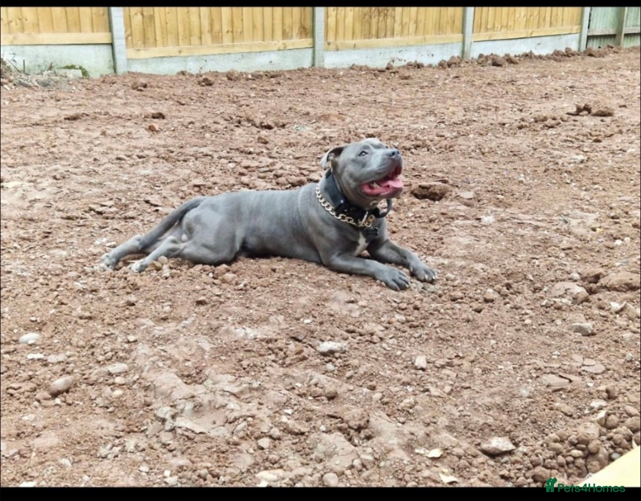 Staffordshire Bull Terrier dogs Ripple Effect available for stud  in Swadlincote - Advert 5