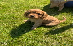 Cavalier King Charles Spaniel dogs for sale: Stunning cavalier King Charles spaniel puppies. - Image 23