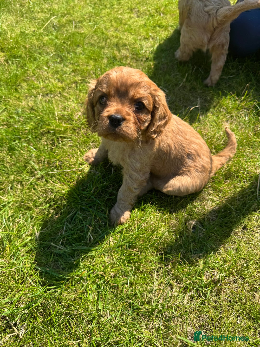 Cavalier King Charles Spaniel dogs for sale: Stunning cavalier King Charles spaniel puppies. - Image 23