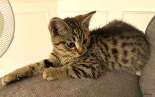 Bengal cats - Advert 9