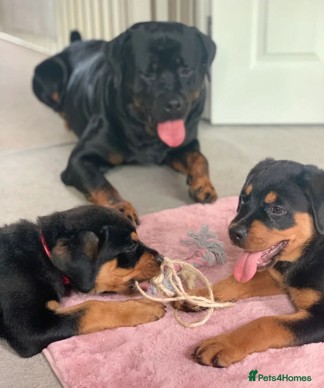 Rottweiler dogs for stud: MALE ROTTWEILER FOR STUD ONLY in Colchester - Advert 1
