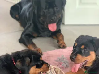Rottweiler dogs MALE ROTTWEILER FOR STUD ONLY - Advert 1