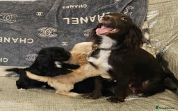 Cockapoo dogs for sale: Beautiful cockapoo babies!  - Image 13