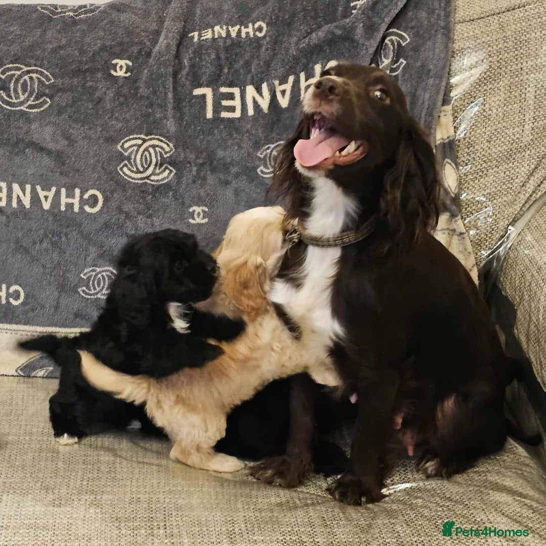 Cockapoo dogs for sale: Beautiful cockapoo babies!  - Image 13