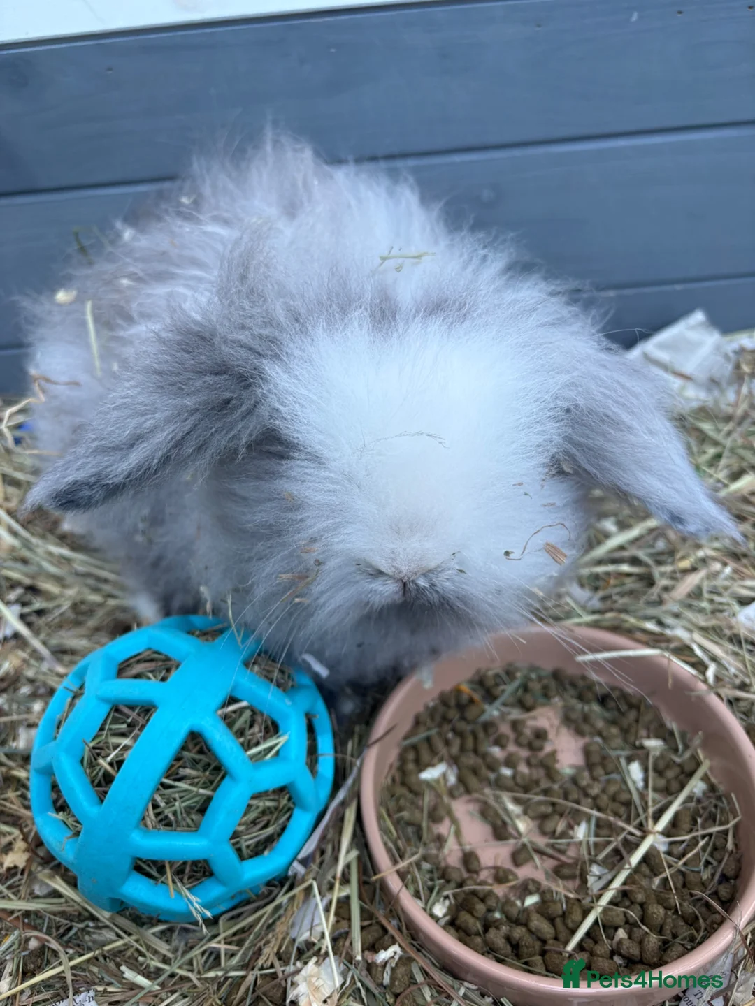 Mixed Breed rabbits for sale: Male Baby Rabbit lion/lop bunny - Advert 3