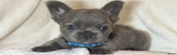 French Bulldog dogs for sale: RUBY🫶🏽 DWKC reg  - Advert 16