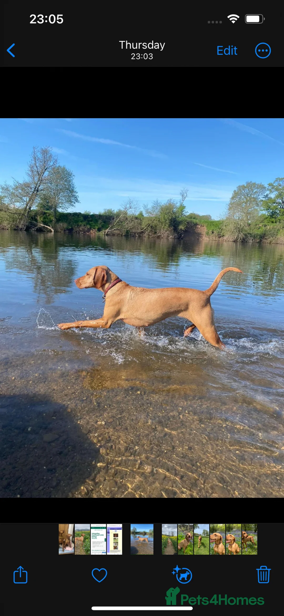 Hungarian Vizsla dogs for sale: Championship Bloodline Pedigree Hungarian Vizslas - Advert 2