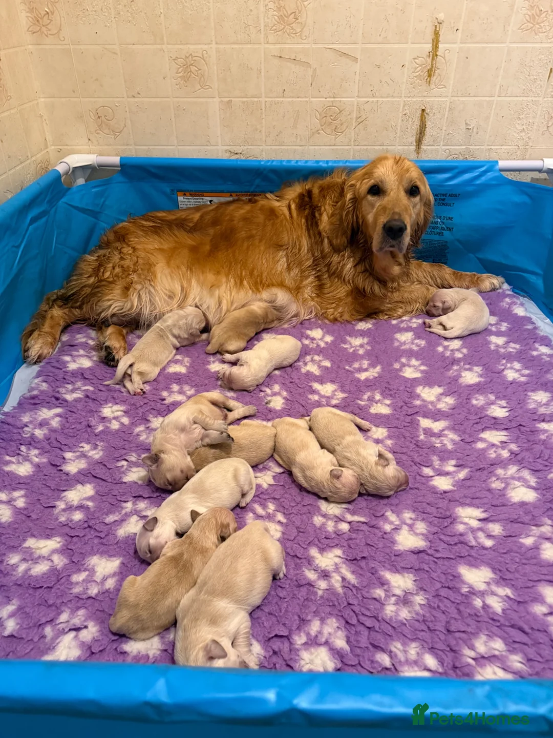 Golden Retriever dogs for sale: KC Registered Golden Retrievers - Advert 1