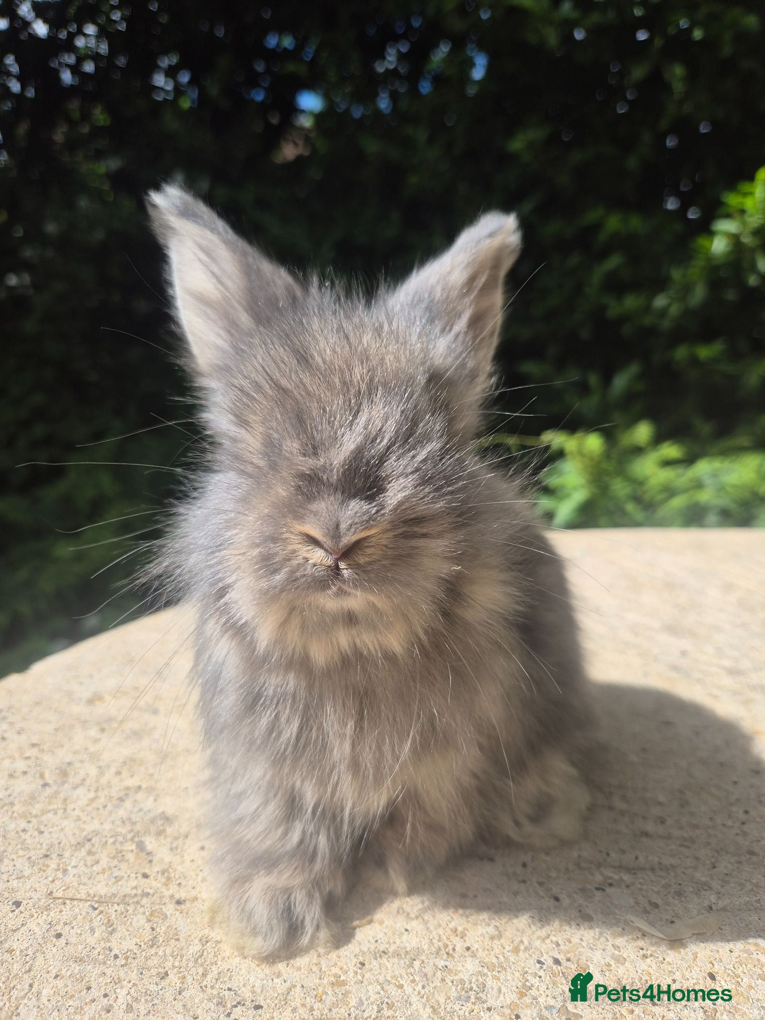 Angora rabbits 🌟STUNNING ANGORA BABIES- maxi full face 🌟 - Advert 2