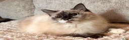 Ragdoll cats for sale: Ragdoll X kittens  - Advert 18