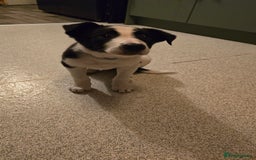 Border Collie dogs for sale: 7 month border collie for sale - Image 1