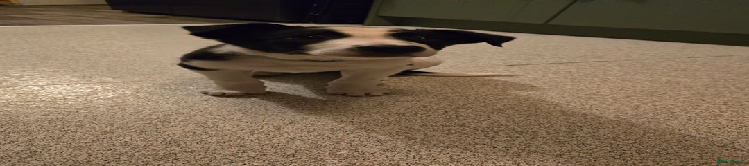 Border Collie Puppy 1
