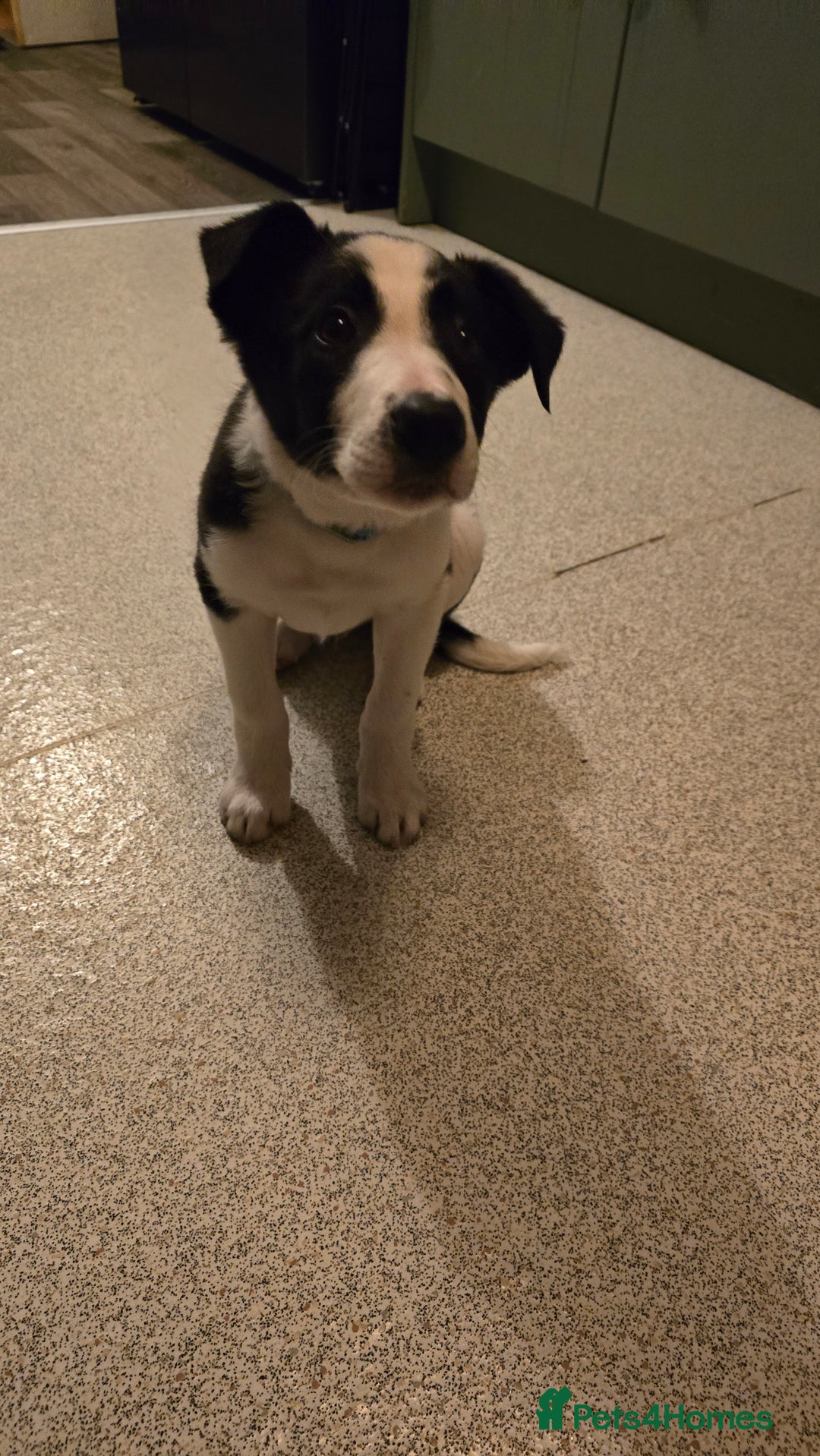 Border Collie dogs for sale: 7 month border collie for sale - Image 1