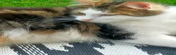 Mixed Breed cats for sale: Kittens for sale  in Alfreton - Advert 1