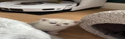 Scottish Fold cats for sale: Beautiful British Shorthair . in Northampton - Advert 13