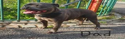 Staffordshire Bull Terrier dogs for sale: Stunning Blue Staffie Pups 🐾 - Advert 7