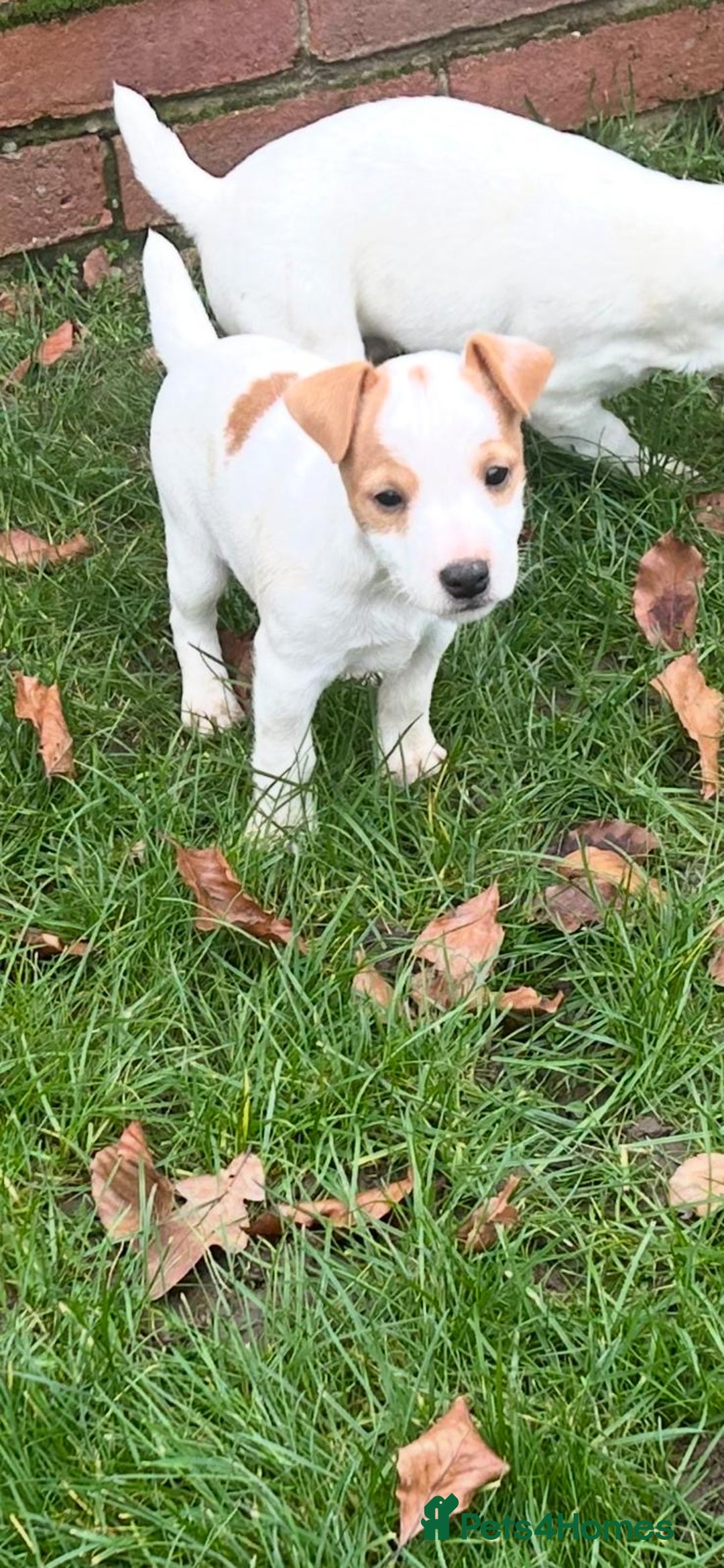 Jack Russell dogs for sale: Jack Russell Parson Type Dog Puppies For Sale - Advert 4
