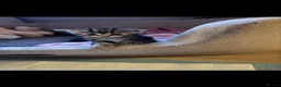 Mixed Breed cats for sale: Beautiful kittens  - Advert 4
