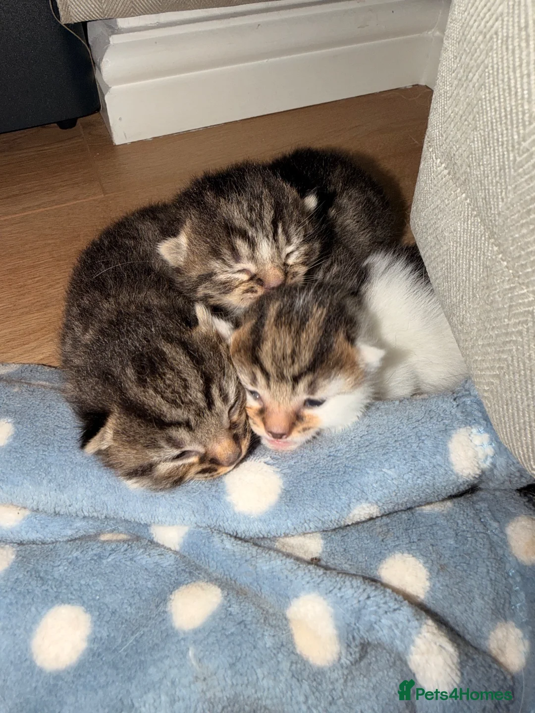 Siberian cats for sale: 3 kittens - 2 darker ones are boy white is girl  in Woodbridge - Advert 9