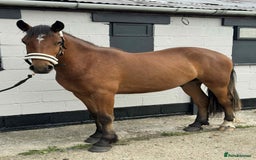 Irish Draught horses for sale: IRISH DRAFT X TRADITIONAL SD COB GELDING - Image 4