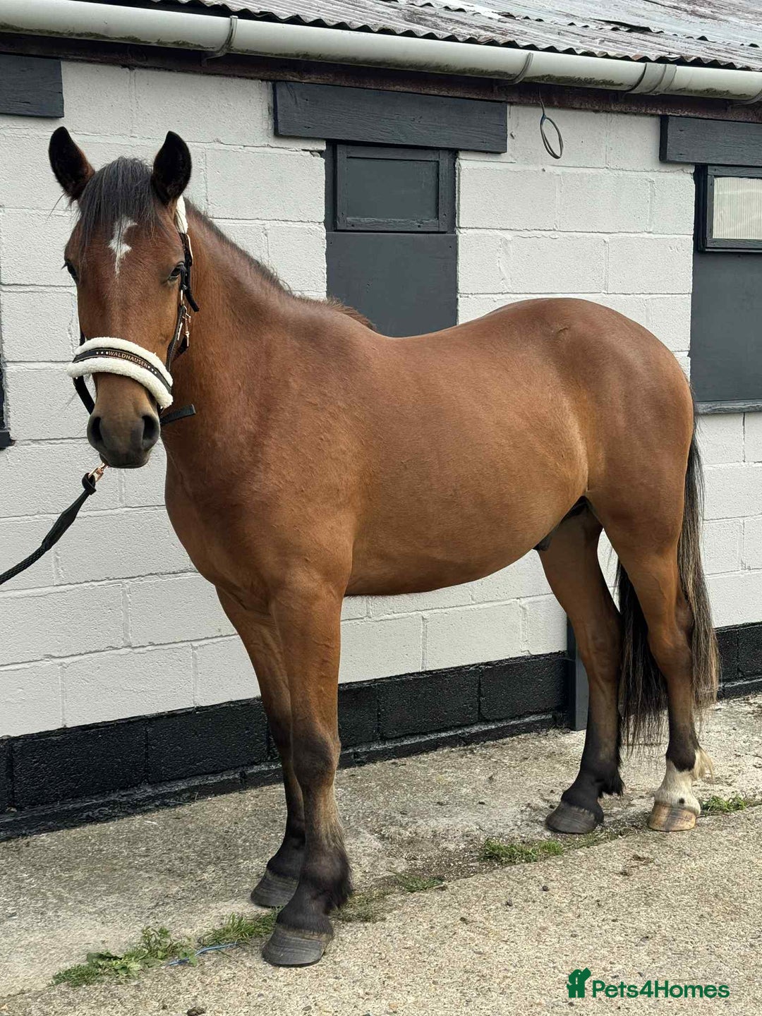 Irish Draught horses for sale: IRISH DRAFT X TRADITIONAL SD COB GELDING - Image 4